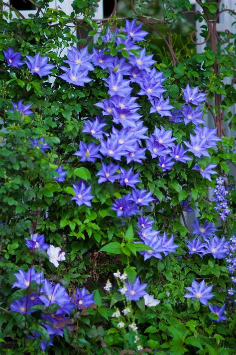 Small Flowering Vine Plants