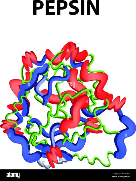 What Kind Of Enzyme Is Pepsin at Cathy Remington blog