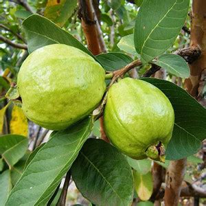 PMA Guava Seed, Aamruth Organic Fruit Seed, Red Guava Hybird Seed Price ...