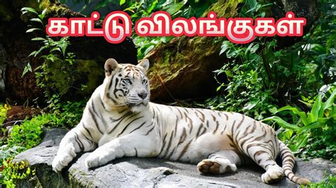 Image result for Public Main Java