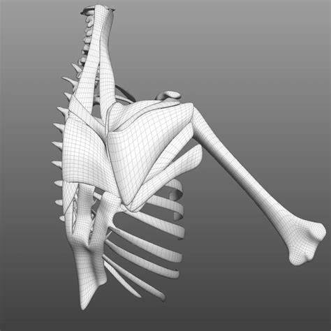 Scapular Muscle 的图像结果