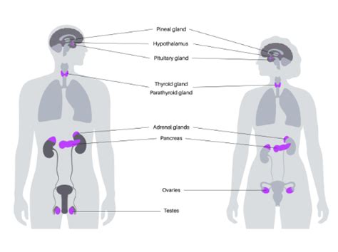 CBSE Class 10 Science Chapter 7 的图像结果