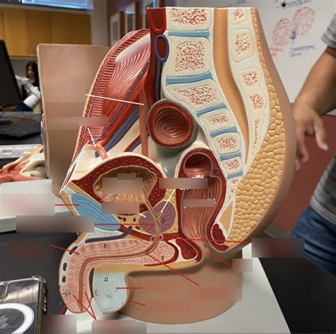 Image result for Male Reproduction Model