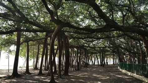 Petition · Make It Compulsory for College Students to Plant Trees for ...