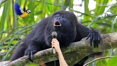Howler Monkey Sound | Bandar Ki Awaaz | Howler Monkey Sounds oo oo ah ...