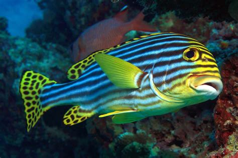 18 Popular Fish With Big Lips