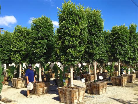 5 Evergreen Trees for Front Yard Privacy in Arizona