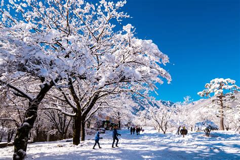 Seoul Weather - When Is The Best Time To Go To Seoul – Go Guides