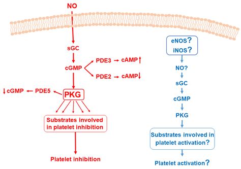 The Role of NO/sGC/cGMP/PKG Signaling Pathway in Regulation of Platelet Function