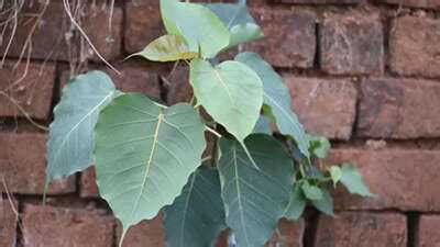 Guidelines for safely removing a peepal tree from your home