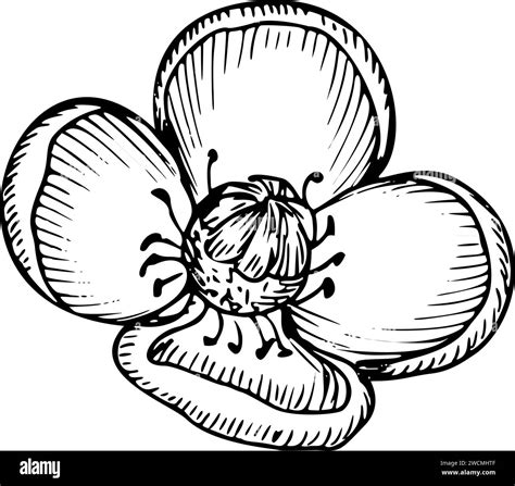 Mangosteen Flower vector illustration. Hand drawn floral etching of ...