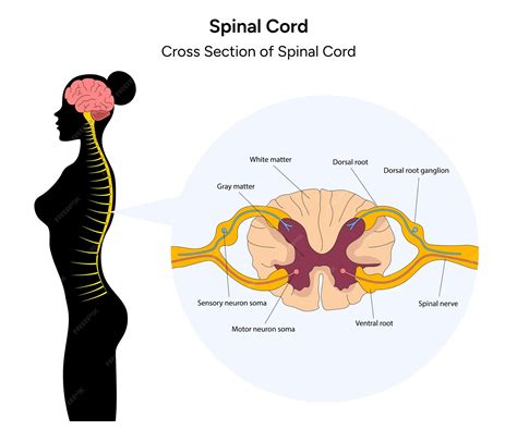 Premium Vector | Spinal cord and cross section of spinal cross medical ...