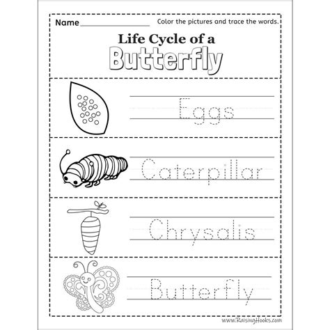 Butterfly Life Cycle Worksheet - Worksheets Library