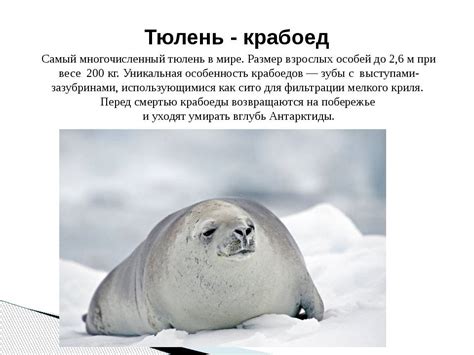 Тюлень-крабоед – самое многочисленное морское млекопитающее