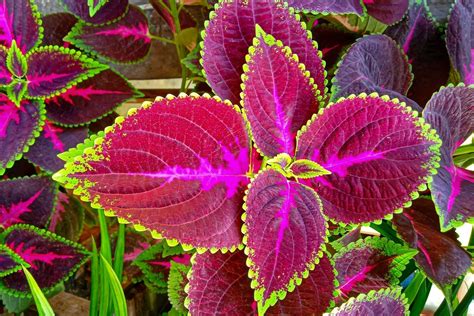 Coleus Annual vs Perennial: Key Differences for Gardeners – TN Nursery