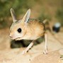 Image result for Pygmy Jerboa Baby