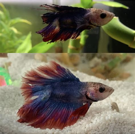 Betta Fish Fin Rot: Fin Loss, Symptoms, Causes & Treatment – Wild Betta ...