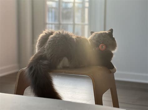 double cheeked up on a thursday afternoon : r/ragdolls