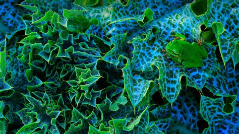 Bing Frog Wallpaper 的图像结果