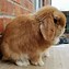 Image result for Baby Mini Lop Bed From Chewey