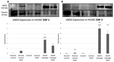 Regenerative Potential of A Bovine ECM-Derived Hydrogel for Biomedical ...