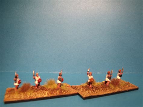 Spanish Caetratus - newlinedesigns.co.uk