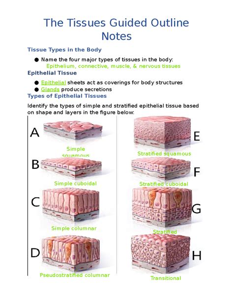 Study Of The Tissues