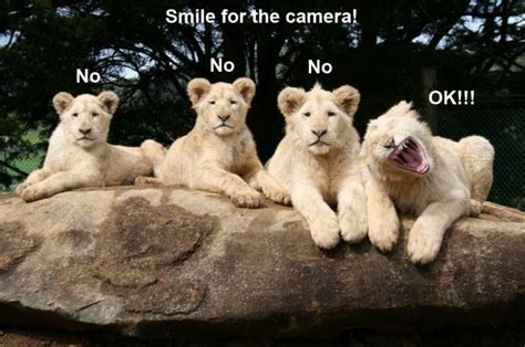 Image result for While Loop Python Flowchart