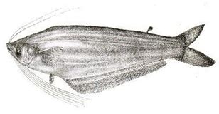 Integrating Edge-Intelligence in AUV for Real-Time Fish Hotspot ...