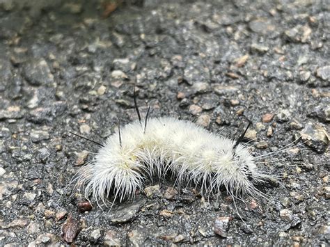 Fuzzy White Caterpillar