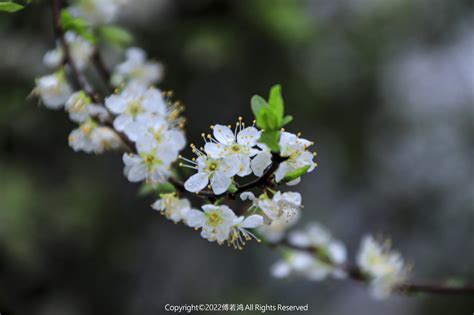 [杀破狼] Sha Po Lang — Sending a Brunch of Plum Blossom (聊赠一枝春)