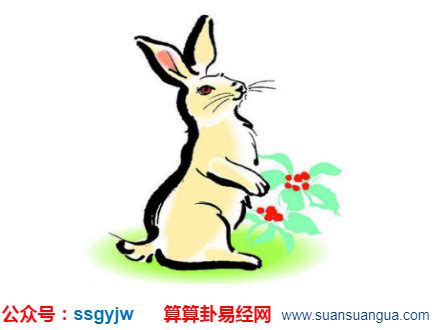 易经算命：12生肖属兔的命运-风雅颂易学网