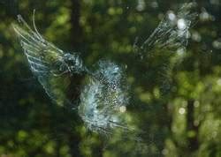 Ugler | Fotos af fugle fra danmark