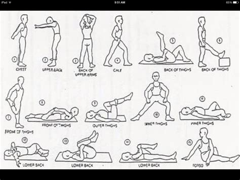 Stretching Work Out 的图像结果