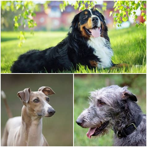 Top 10 Calm Dog Breeds at Lesley Jones blog