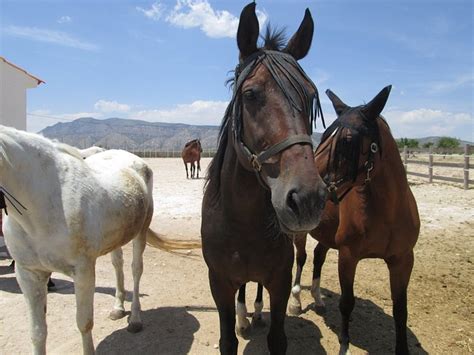 THE OLIVE TREE (Murcia) - Guesthouse Reviews & Photos - Tripadvisor