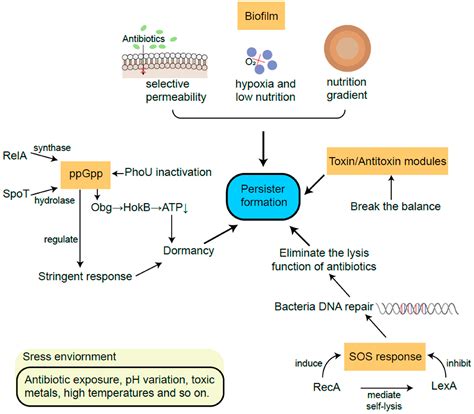 Unusual and Unconsidered Mechanisms of Bacterial Resilience and Resistance to Quinolones - mechanism of quinolone action and resistance