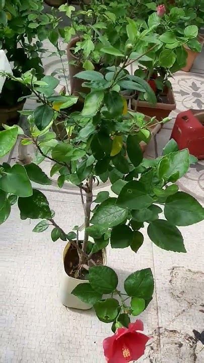 Image result for Graffted Contralateral