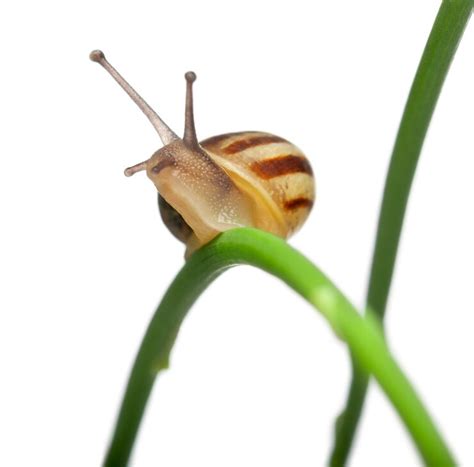 Escargot de jardin blanc, également connu sous le nom d'escargot de la ...
