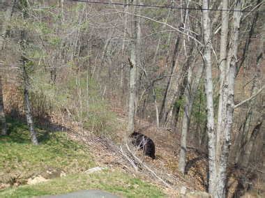 Black bear sighted near housing complex in Springfield's Outerbelt ...