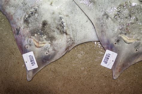 Korea’s Fish Special: A Delicate Mix of Outhouse and Ammonia - The New ...