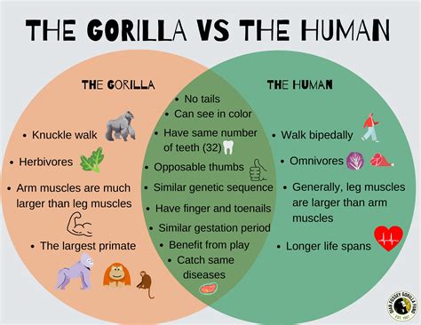 Gorilla Vs Human