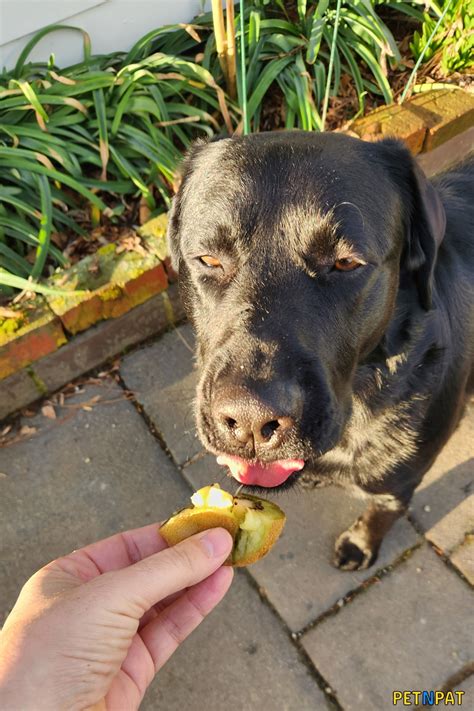 Can Dogs Eat Kiwi? (YES - Cute Pics Of Our Dog Eating Kiwi)
