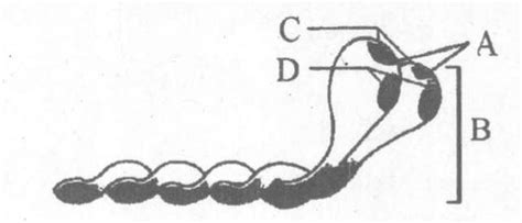 Label the correct parts of the Myosin monomer