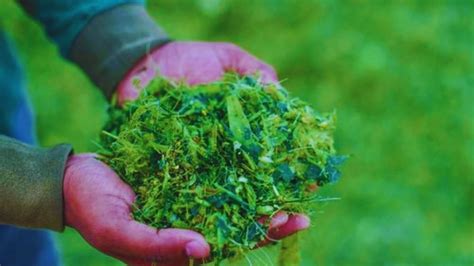 बारिश में नहीं होती है घांस की कमी, अभी की बनाए साइलेज, पूरे साल ...