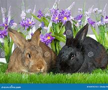 Image result for Two Bunnies with Flowers