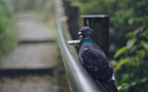 Download wallpaper 3840x2400 pigeon, bird, gray 4k ultra hd 16:10 hd ...