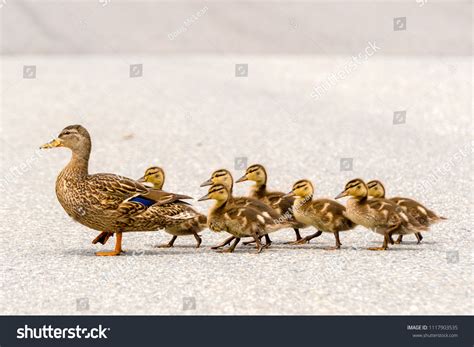 3,968 Marching ducks Images, Stock Photos & Vectors | Shutterstock