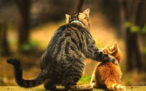 Image result for Cute Animals in Love