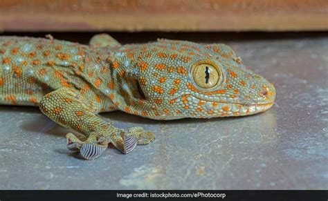 करोड़ों में बिकती हैं यह दुर्लभ छिपकलियां, थैला भरकर ले जा रहा था तस्कर ...